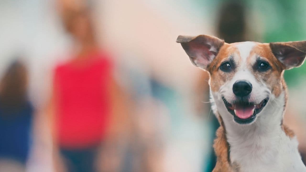 Vida Animal: Segunda Chance