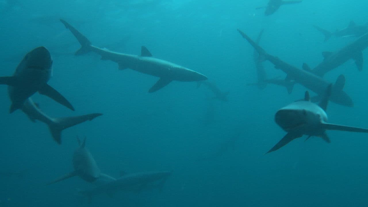 Britain's Whales and Sharks