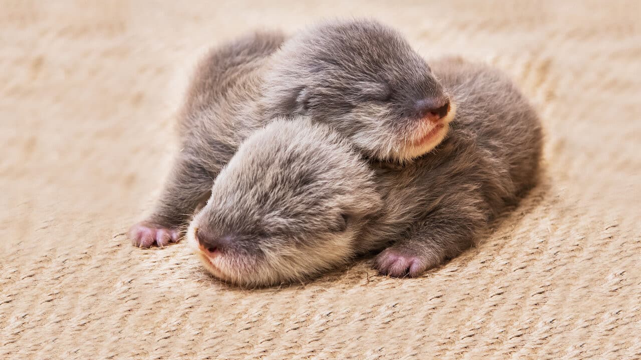 كاميرا مراقبة صغار الحيوانات (بث حي)