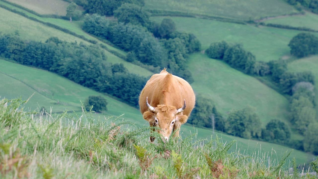 Meuh! L’épopée des cornes