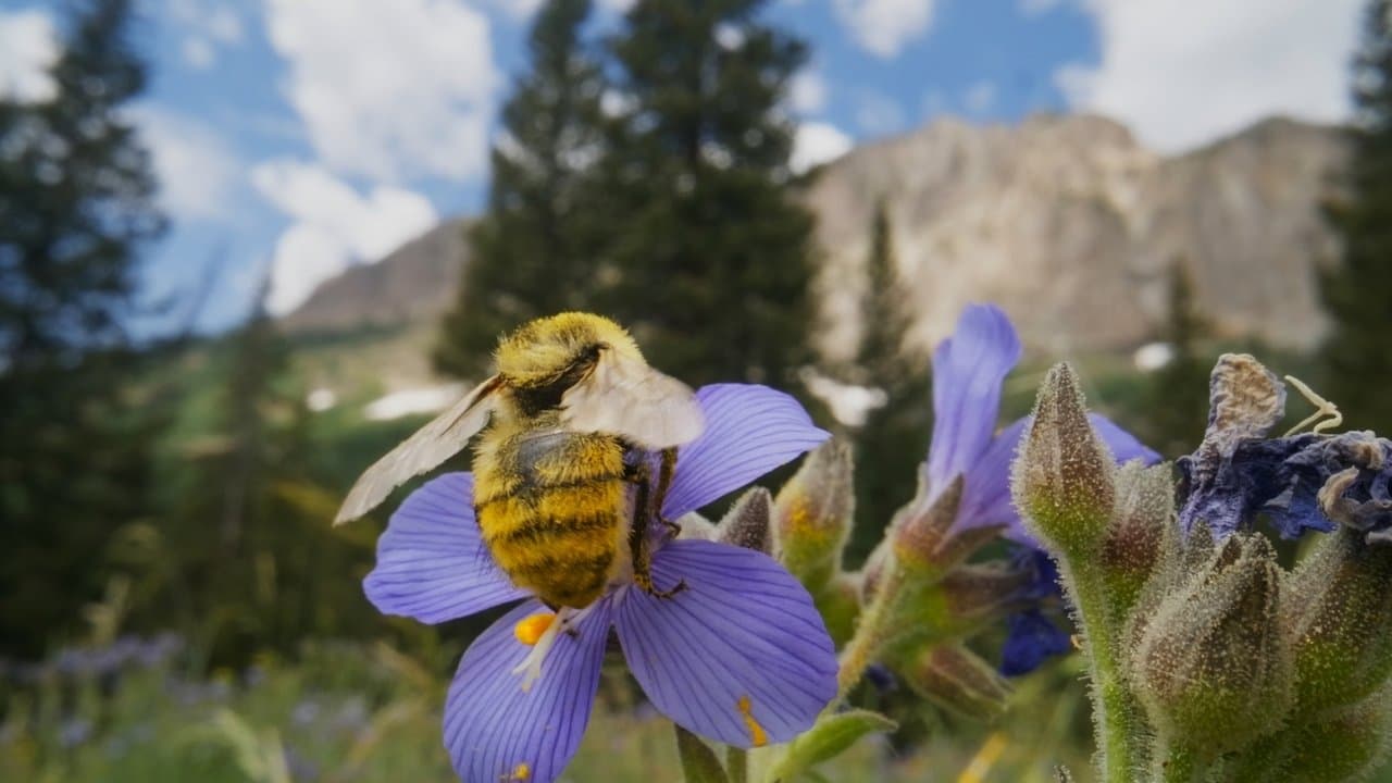 Bugs That Rule the World