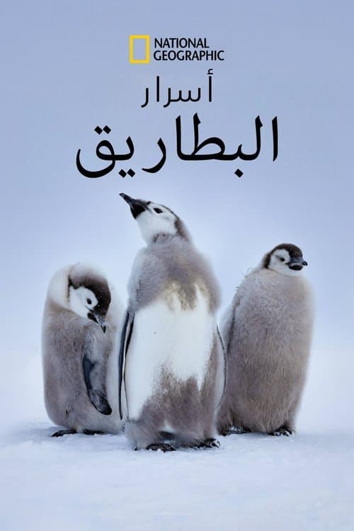 أسرار البطاريق