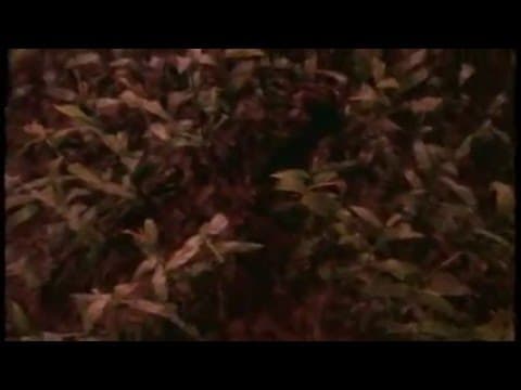 Trailer for Stephen King's The Stand