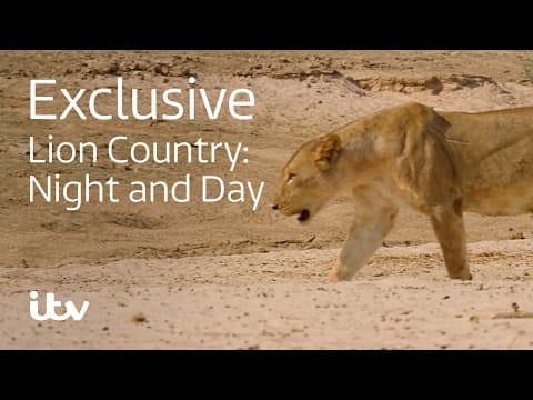 Lion Country: Night and Day | ITV