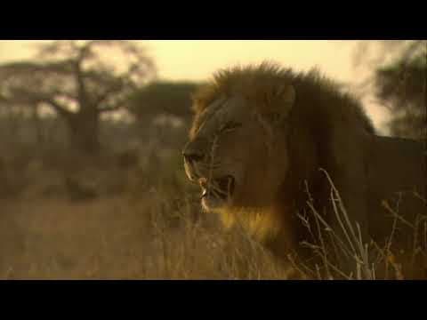 The Lions Rule - Death in the Glade - Trailer | WIFF 2018 (Official Selection)