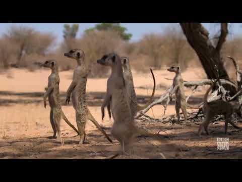 Trailer ‘Meerkat Manor Rise of the Dynasty’