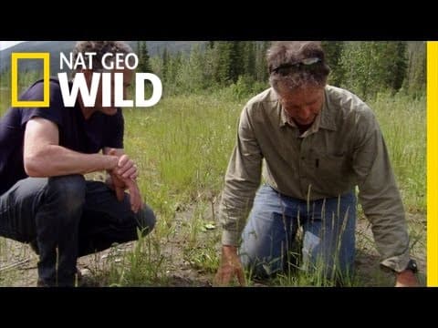 The Wolf Hunter | Maneater Manhunt