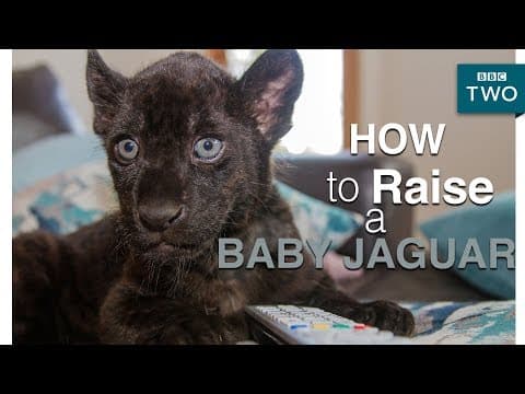 How to raise a baby jaguar - Big Cats about the house - BBC Two