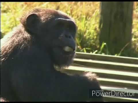Monkey Business Intro - 1998 TV Series