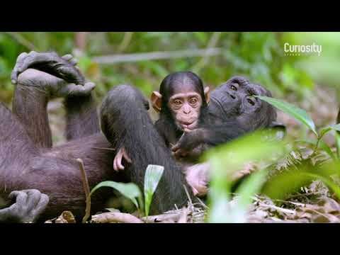 Rescued Chimpanzees of the Congo with Jane Goodall - Trailer | CuriosityStream