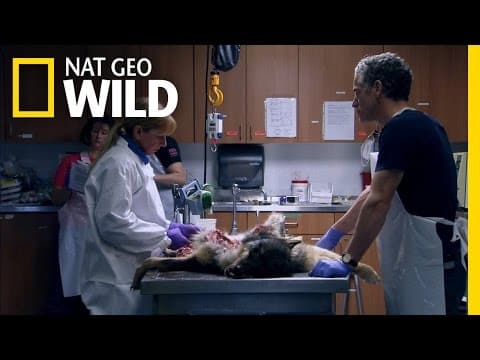 Wolf Autopsy | Maneater Manhunt