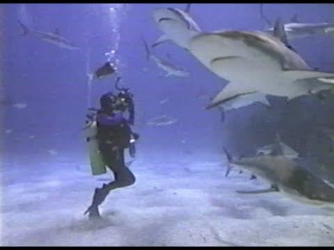 PBS Secrets of the Ocean Realm S2E4 - Mountain in the Sea; Filming Secrets