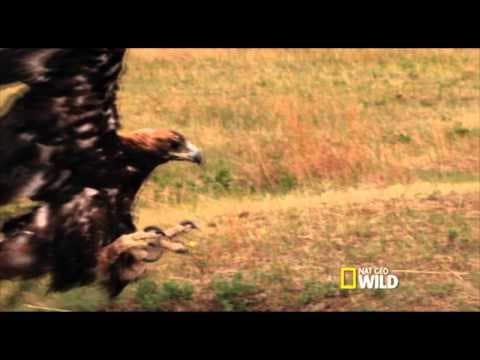 Secrets Life of Predators