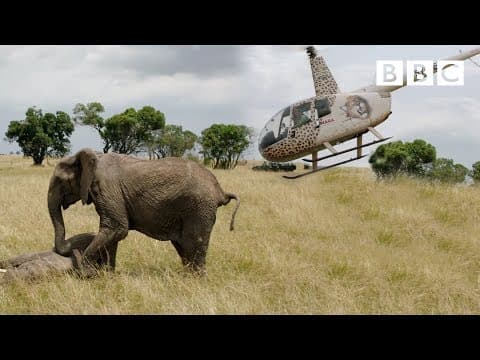 Elephants rescued by helicopter 🐘🚁 - Equator from the Air - BBC