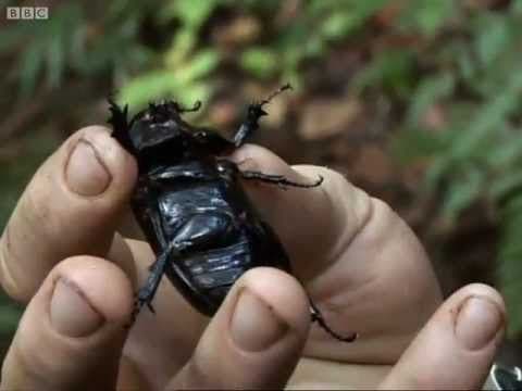 New Species | Expedition Borneo | BBC Earth