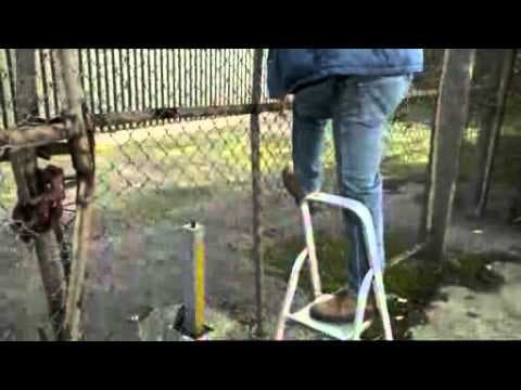 Cardinal Burns - Banksy on fence