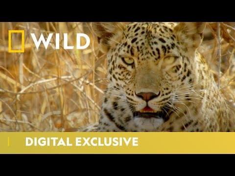 Perfect Den for Leopard Cubs | Wild Cats of India: Big Cat Kingdom | National Geographic Wild UK