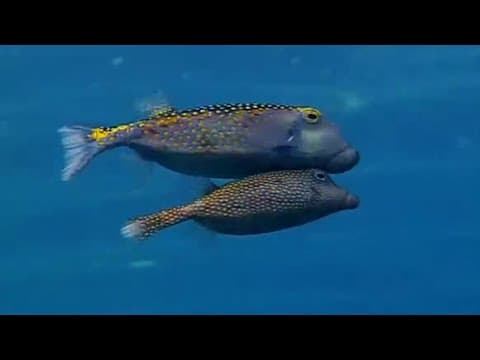 Weird mating rituals | Battle of the Sexes | BBC