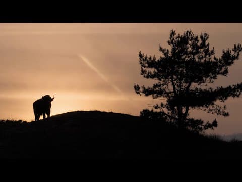 Europe's New Wild - Trailer