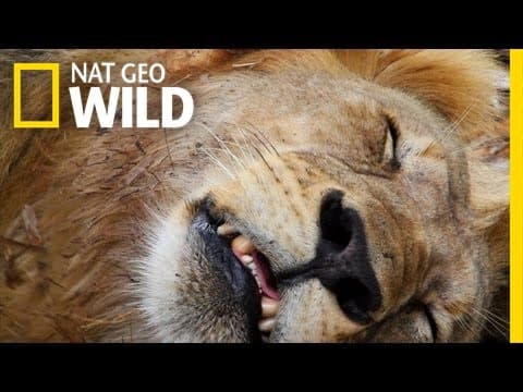 Lion Hunters | Maneater Manhunt: Lion Attack