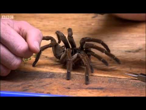 Goliath bird-eating spider - Expedition Guyana - BBC