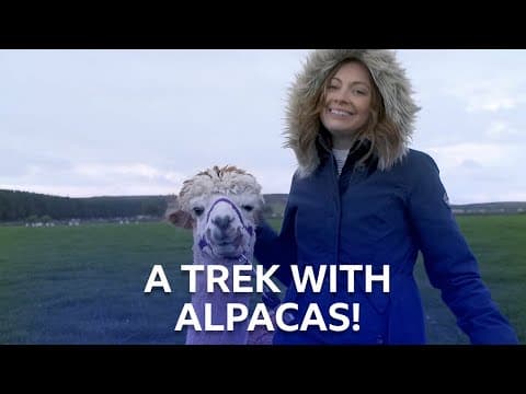 A Day Out With Alpacas | Eat The Town | BBC Scotland