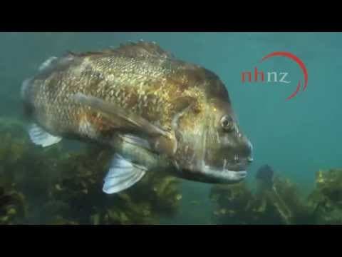 Our Big Blue Backyard: Goat Island