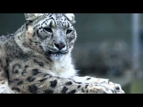 Snow Leopards of Leafy London Sneak Peek