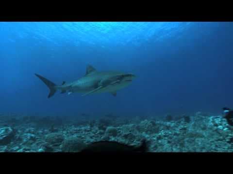 +/- 5 mètres trailer