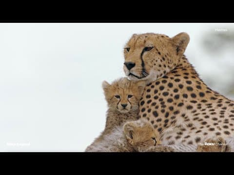 Mamas | Official Trailer | The Roku Channel