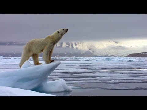 The Hunt: Trailer - BBC One