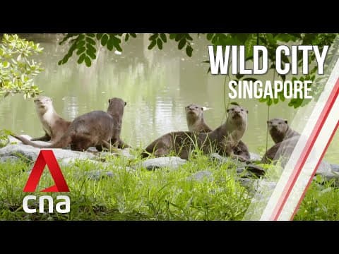 Singapore's Hidden Wildlife | Wild City | Full Episode