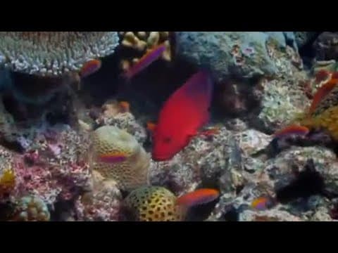 Fishing on Helium! | Pacific Abyss | BBC Earth
