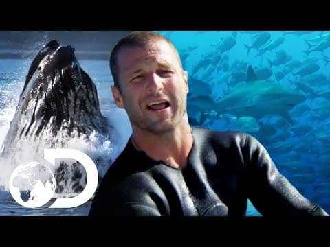 Dave Salmoni Gets Dangerously Up Close With Fascinating Sea Creatures | Deadly Islands