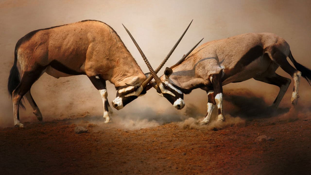 نادي قتال الحيوانات