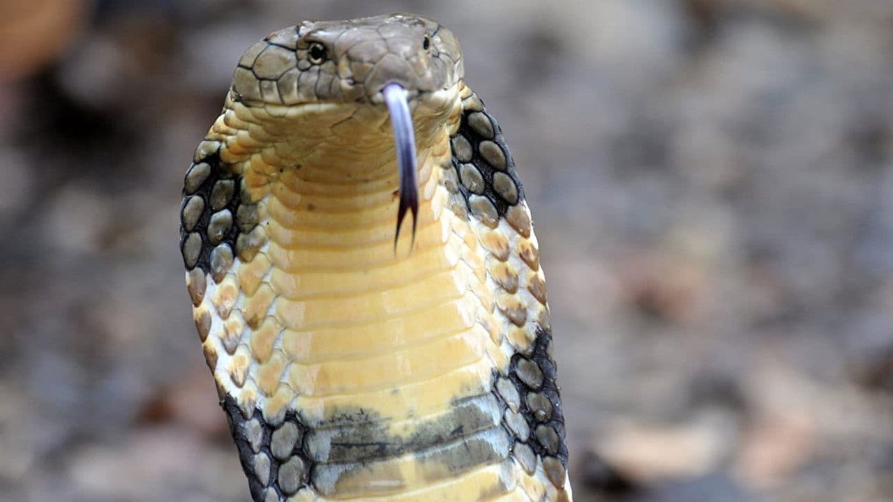 Indiens wilde Schönheit