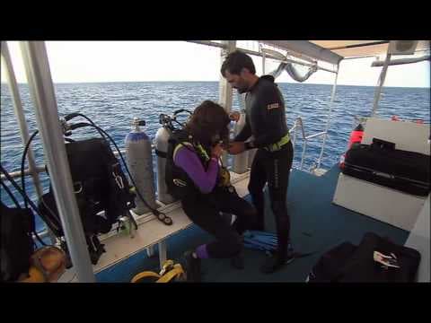 Final Chance to Save - Leatherback Turtles Part 1