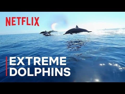 Extreme Dolphins